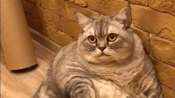 وزنها أثار الجدل.. شاهد.. أضخم قطة في العالم صورة رقم 4