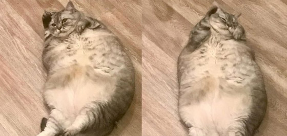 وزنها أثار الجدل.. شاهد.. أضخم قطة في العالم صورة رقم 5