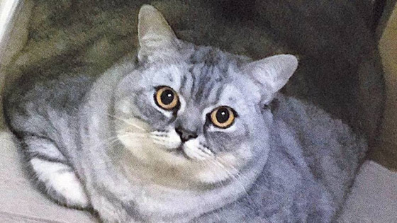 وزنها أثار الجدل.. شاهد.. أضخم قطة في العالم صورة رقم 6