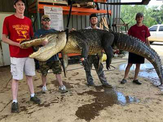 افترس الماشية مدة 80 عاما.. اصطياد أكبر تمساح على الإطلاق صورة رقم 1