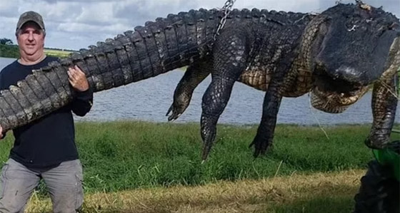 افترس الماشية مدة 80 عاما.. اصطياد أكبر تمساح على الإطلاق صورة رقم 2