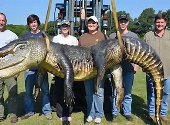 افترس الماشية مدة 80 عاما.. اصطياد أكبر تمساح على الإطلاق صورة رقم 3