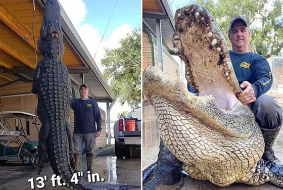 افترس الماشية مدة 80 عاما.. اصطياد أكبر تمساح على الإطلاق صورة رقم 4