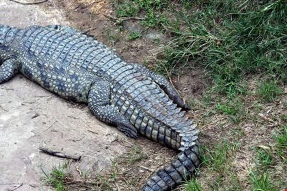 افترس الماشية مدة 80 عاما.. اصطياد أكبر تمساح على الإطلاق صورة رقم 7