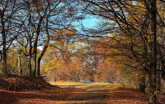 أروع العجائب الطبيعية التي يمكنك زيارتها أبرزهم الغابة الانتحارية صورة رقم 3