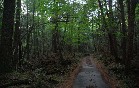 أروع العجائب الطبيعية التي يمكنك زيارتها أبرزهم الغابة الانتحارية صورة رقم 1