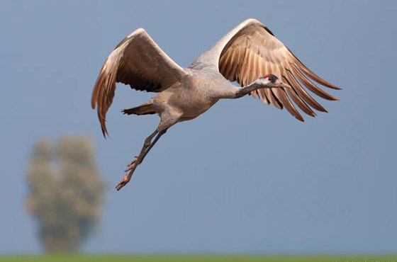 الصندوق العالمي للطبيعة.. تحذيرات من موجة انقراض كارثية للحيوانات! صورة رقم 1