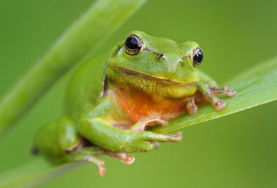 الصندوق العالمي للطبيعة.. تحذيرات من موجة انقراض كارثية للحيوانات! صورة رقم 2