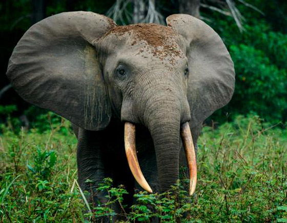 الصندوق العالمي للطبيعة.. تحذيرات من موجة انقراض كارثية للحيوانات! صورة رقم 3