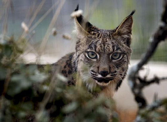 الصندوق العالمي للطبيعة.. تحذيرات من موجة انقراض كارثية للحيوانات! صورة رقم 4