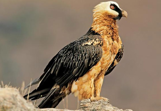 الصندوق العالمي للطبيعة.. تحذيرات من موجة انقراض كارثية للحيوانات! صورة رقم 5