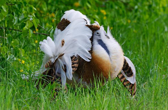 الصندوق العالمي للطبيعة.. تحذيرات من موجة انقراض كارثية للحيوانات! صورة رقم 6