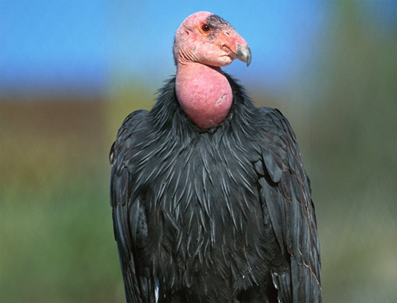 أغرب 7 أنواع من الطيور حول العالم صورة رقم 1