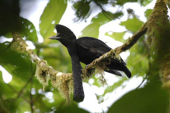 أغرب 7 أنواع من الطيور حول العالم صورة رقم 3