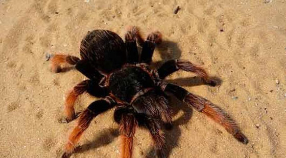 أفضل 10 حيوانات مخيفة لكنها غير ضارة حول العالم صورة رقم 4