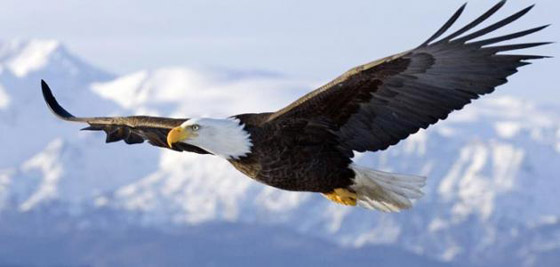 أفضل 10 حيوانات مخيفة لكنها غير ضارة حول العالم صورة رقم 6