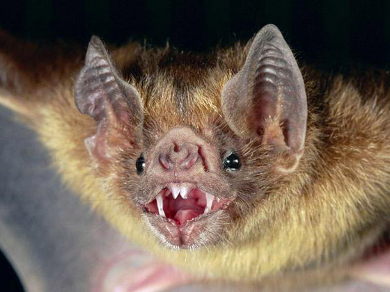 أفضل 10 حيوانات مخيفة لكنها غير ضارة حول العالم صورة رقم 8