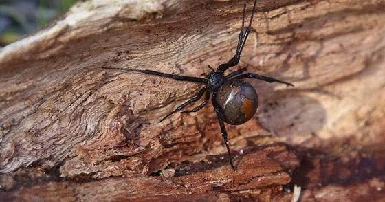 أفضل 10 حيوانات مخيفة لكنها غير ضارة حول العالم صورة رقم 2