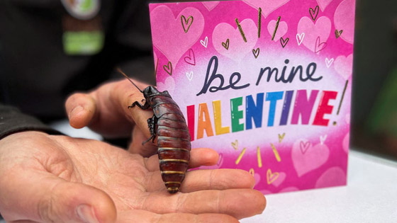 للانتقام منه.. أطلق اسم حبيبك السابق على صرصار بإنكلترا صورة رقم 1