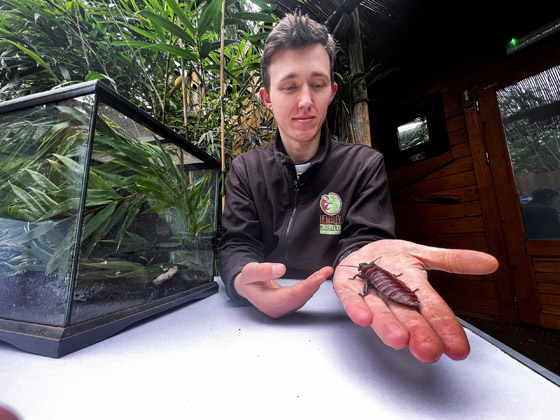 للانتقام منه.. أطلق اسم حبيبك السابق على صرصار بإنكلترا صورة رقم 2