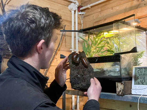 للانتقام منه.. أطلق اسم حبيبك السابق على صرصار بإنكلترا صورة رقم 6