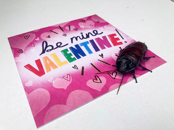 للانتقام منه.. أطلق اسم حبيبك السابق على صرصار بإنكلترا صورة رقم 7