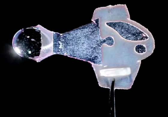 علماء يبتكرون سمكة من مكونات إلكترونية وخلايا قلب بشرية! فيديو وصور صورة رقم 4