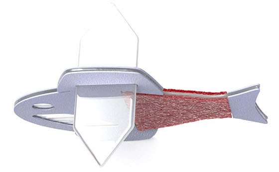 علماء يبتكرون سمكة من مكونات إلكترونية وخلايا قلب بشرية! فيديو وصور صورة رقم 7