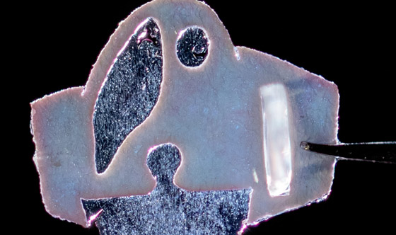 علماء يبتكرون سمكة من مكونات إلكترونية وخلايا قلب بشرية! فيديو وصور صورة رقم 8