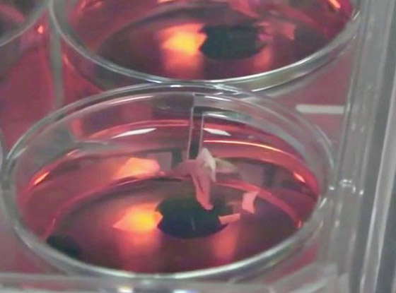 علماء يبتكرون سمكة من مكونات إلكترونية وخلايا قلب بشرية! فيديو وصور صورة رقم 9