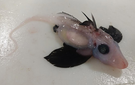 علماء يعثرون على سمكة 