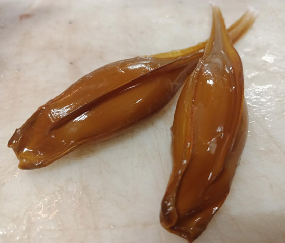 علماء يعثرون على سمكة 