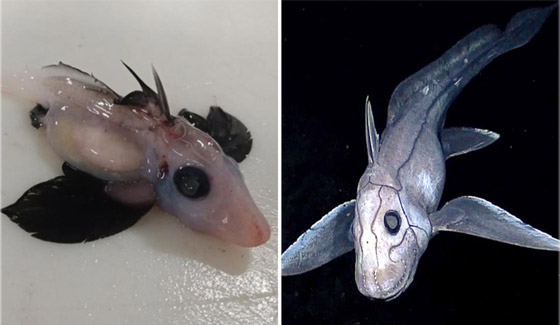 علماء يعثرون على سمكة 