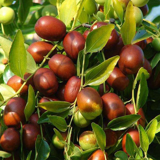يعالج القلق ويقاوم السرطان.. 6 فوائد صحية لنبات السدر 
