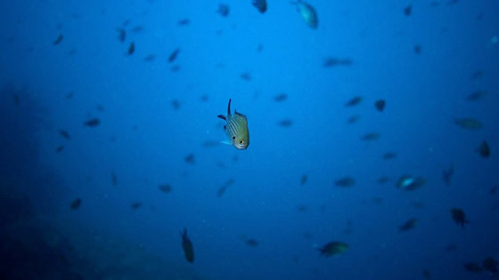 أصوات حيوانية غامضة في أعماق البحار تثير حيرة العلماء! صورة رقم 1