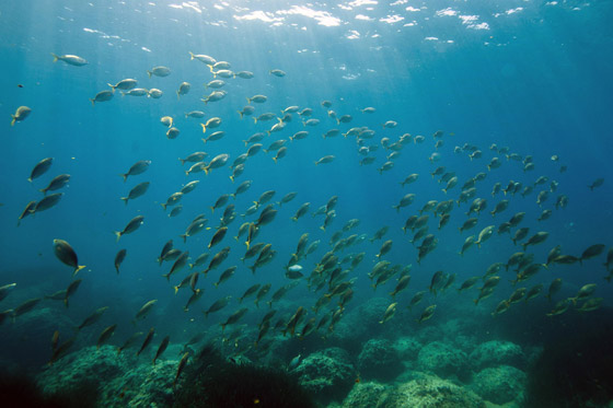 أصوات حيوانية غامضة في أعماق البحار تثير حيرة العلماء! صورة رقم 2