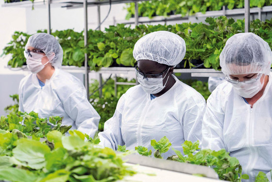 كندا.. أول دولة تسمح بتداول لقاح نباتي مضاد لكورونا صورة رقم 3