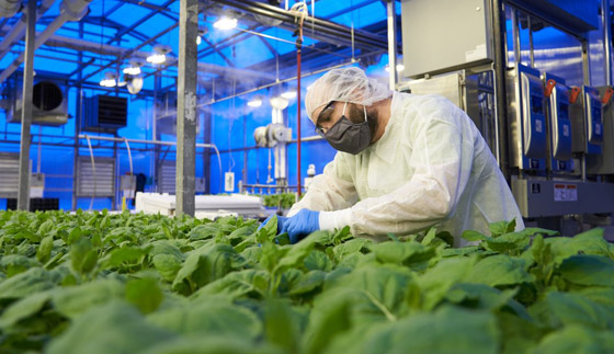 كندا.. أول دولة تسمح بتداول لقاح نباتي مضاد لكورونا صورة رقم 4