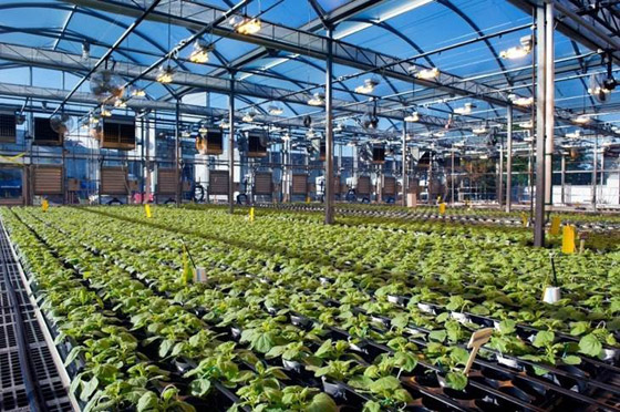 كندا.. أول دولة تسمح بتداول لقاح نباتي مضاد لكورونا صورة رقم 5