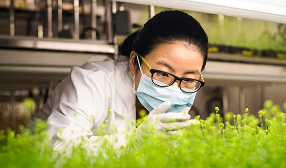 كندا.. أول دولة تسمح بتداول لقاح نباتي مضاد لكورونا صورة رقم 7