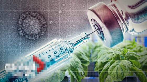 كندا.. أول دولة تسمح بتداول لقاح نباتي مضاد لكورونا صورة رقم 2