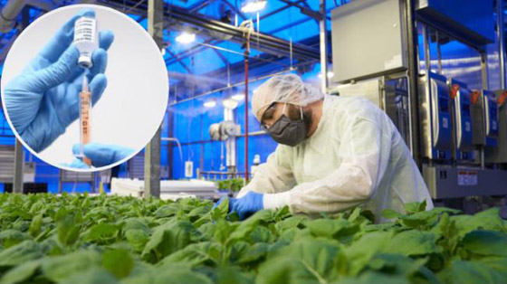 كندا.. أول دولة تسمح بتداول لقاح نباتي مضاد لكورونا صورة رقم 8