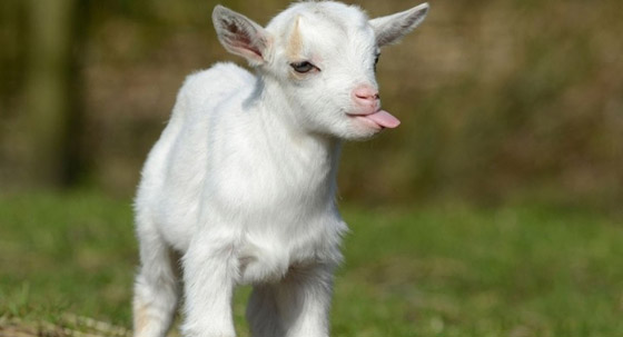  قصص رائعة لحيوانات مختلفة أنقذت البشر في مواقف خطيرة صورة رقم 6