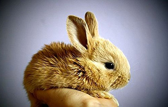  قصص رائعة لحيوانات مختلفة أنقذت البشر في مواقف خطيرة صورة رقم 4