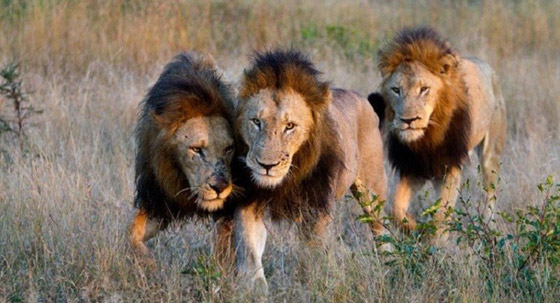  قصص رائعة لحيوانات مختلفة أنقذت البشر في مواقف خطيرة صورة رقم 1