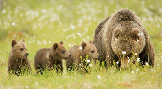  قصص رائعة لحيوانات مختلفة أنقذت البشر في مواقف خطيرة صورة رقم 7