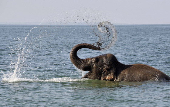  قصص رائعة لحيوانات مختلفة أنقذت البشر في مواقف خطيرة صورة رقم 3