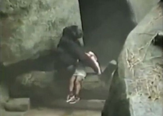  قصص رائعة لحيوانات مختلفة أنقذت البشر في مواقف خطيرة صورة رقم 9