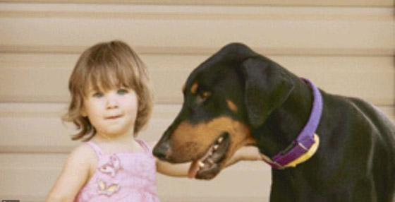  قصص رائعة لحيوانات مختلفة أنقذت البشر في مواقف خطيرة صورة رقم 5