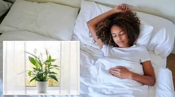 أفضل النباتات لتنقية الهواء في غرفة النوم صورة رقم 1